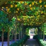 Pse ëndërroni për një kopsht me fruta