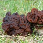 Kërpudhat pranverore: llojet e ngrënshme dhe të pangrënshme Kërpudhat e hershme