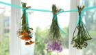 How to dry flowers at home
