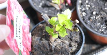 Hvordan dyrke hortensia fra frø