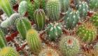 Kaktus: starostlivosť doma - všetky tajomstvá!