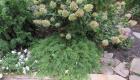 Výsadba a starostlivosť o Hydrangea paniculata