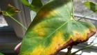 Come trattare le macchie sulle foglie di anturio