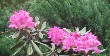 Rhododendrons: sovuqqa chidamli navlar