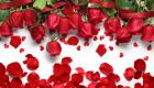 Rose petals and buds: how to dry properly and beautifully, and also use for home decoration