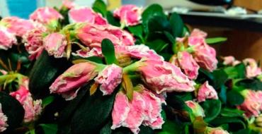 Azalea has dried up: how to save the plant