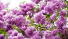 Lilac - pristátie a starostlivosť podľa pravidiel