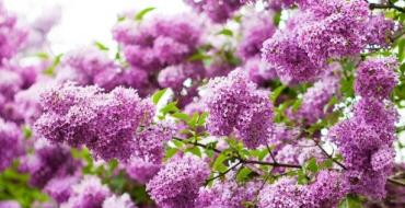 Lilac - planting and care according to the rules