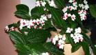 Why does clerodendrum not bloom?