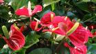 Anthurium (80 photos): cultivation and care