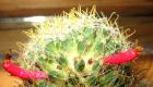 Cactus innaffiato che spruzza cura compra un cactus / KAKTUSENOK