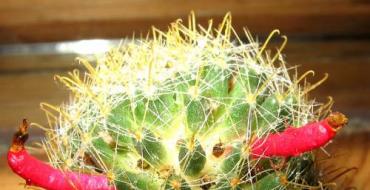 Lotim kaktus spërkatje kujdes blej kaktus / KACTUSY