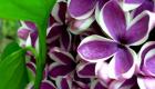 Lilac: ochiq erga ekish va parvarish qilish, Azizillo, kasalliklar, fotosuratlar
