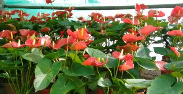 Anthurium: rules of care and maintenance at home